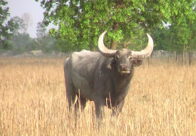आरक्षबाट निस्केको अर्नाको मृत्यु