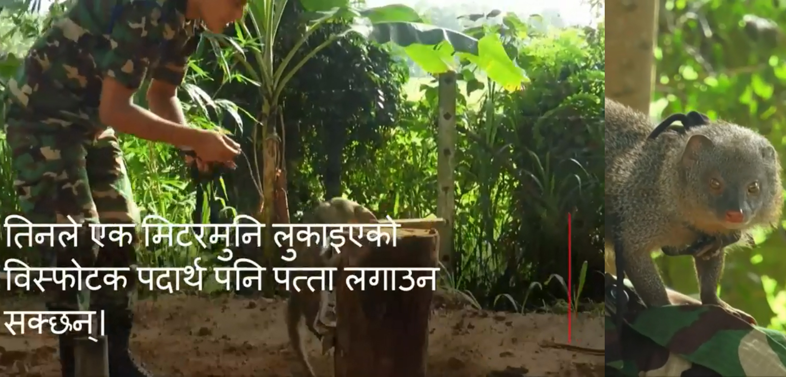 न्याउरीलाई विस्फोटक पदार्थ पत्ता लगाउने तालिम