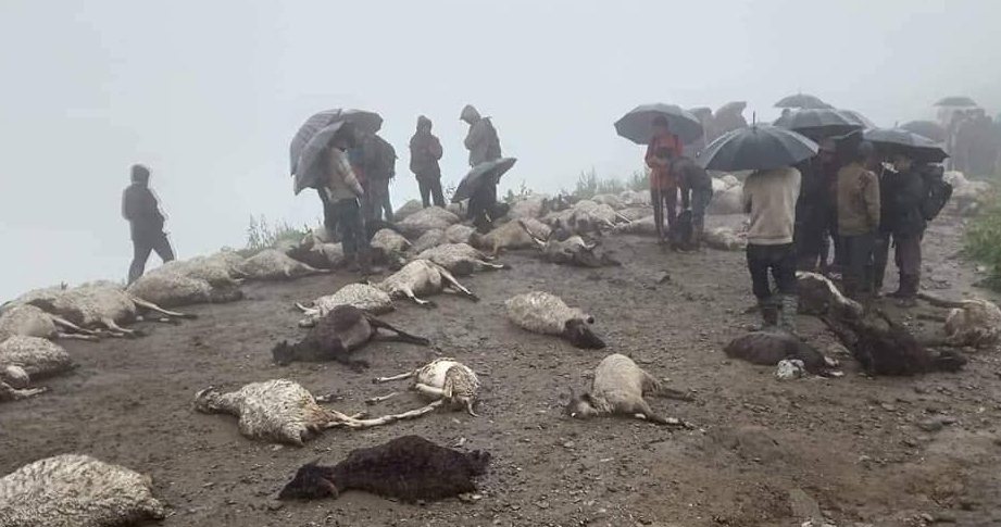 चट्याङ लागेर जुम्लामा ८० भेडा मरे